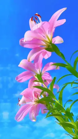 flowers
