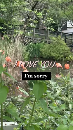 I love you im sorry 