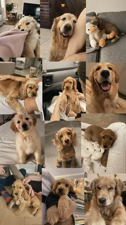 My dog