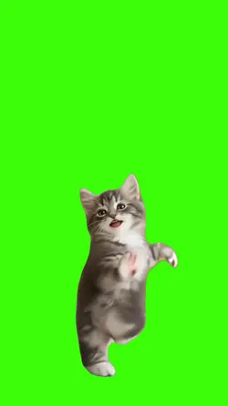 Cat/Gato.