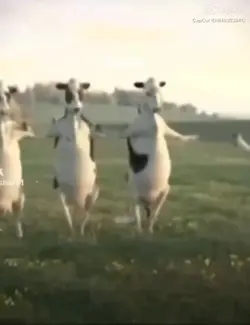 la danse de la vache