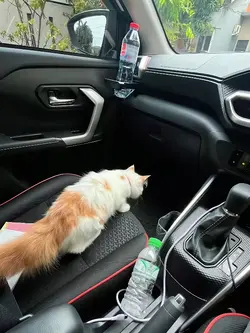 aesthetic