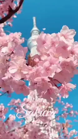cherry blossom