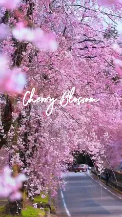 Cherry Blossom