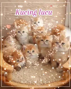 Kucing imut lucu