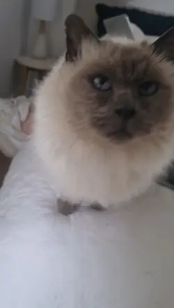 My kitty