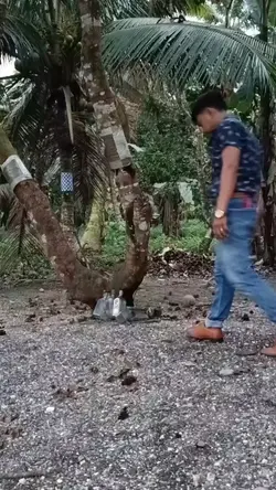 Larawang Kupas Trend