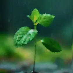 barish song 