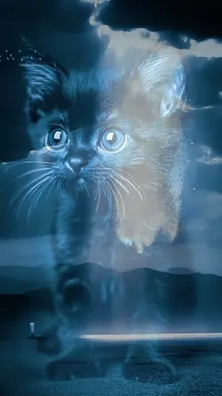 PET MEMORIES
