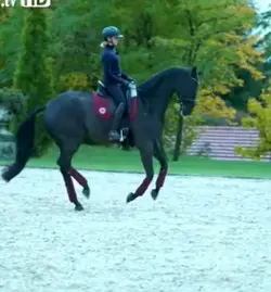 dressage slomo