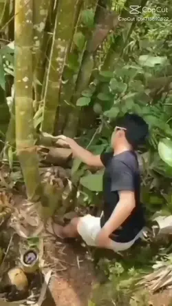 bambootrend