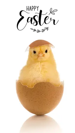 Happy Easter 🐣