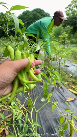 Love,vegies
