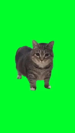 Oiiaoiiai Cat
