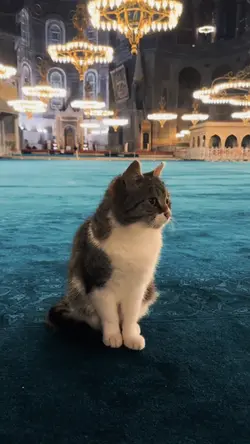 Kucing cat 1