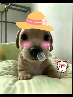 cute puppy