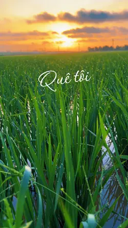 Quê tôi 