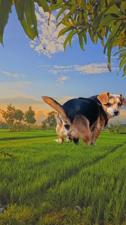 funny dog happy