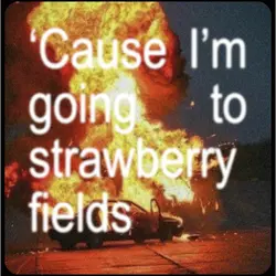 Strawberry field