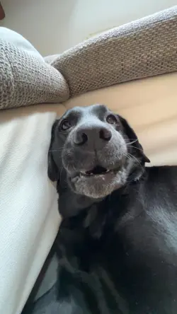 Hund 