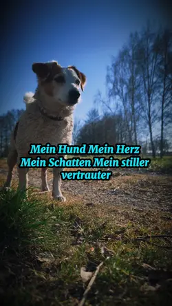 Mein Hund