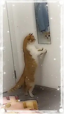 kedi fancam 