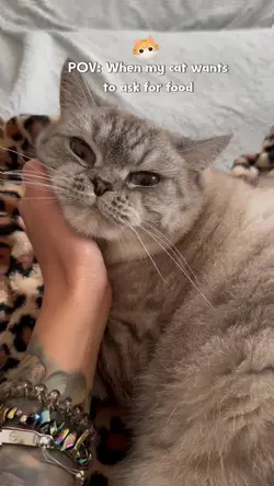 pov : cat want eat