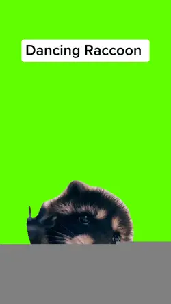 Dancing raccoon 