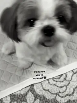 meu pet