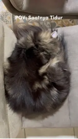 Kucing capek tidur