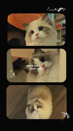 Cat Moments