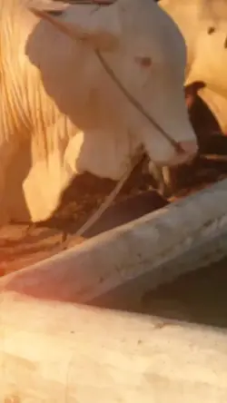 COW TREND