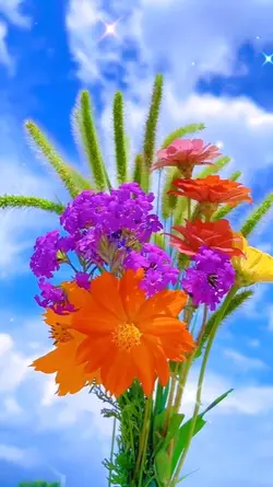 5 videos flowers 