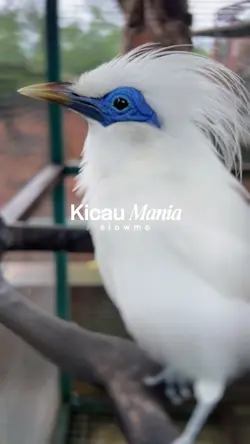 KICAU MANIA SLOWMO