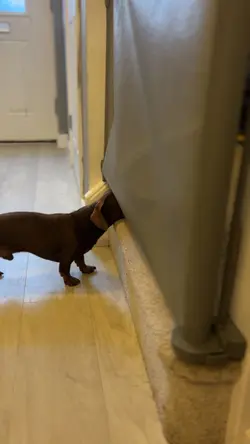 Sneaky sausage dog