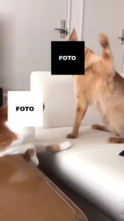 gatos meme 