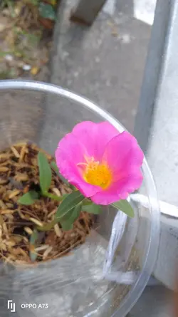 Vườn rau bên nhà
