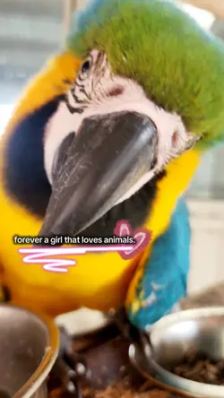 animals>>>