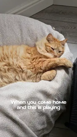 cats life