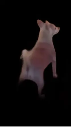 Dog dancin