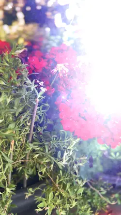Flowers of war