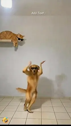 Funny Dance Dog