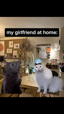 cat memes