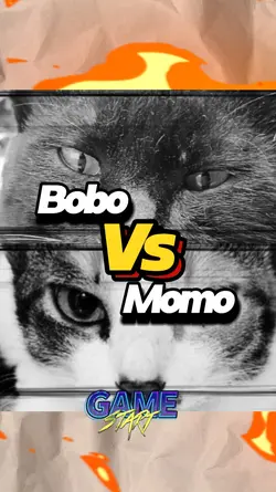 Cat fight