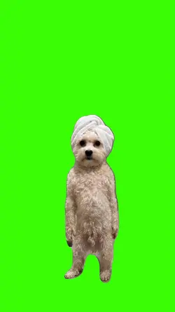 Dog/Cachorro