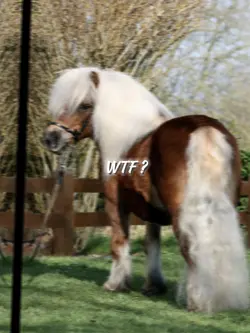 WTF ??? 
