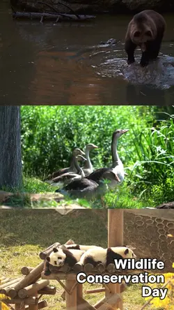 Wildlife Conservatio
