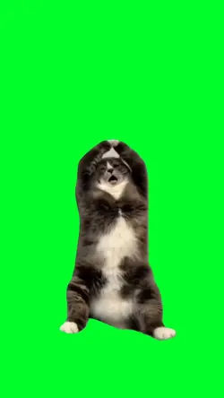 Cat dance