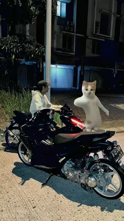 TREND KUCING JOGET