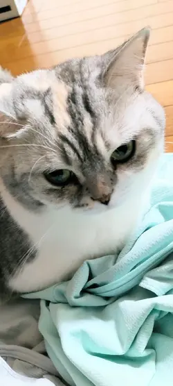 静止画